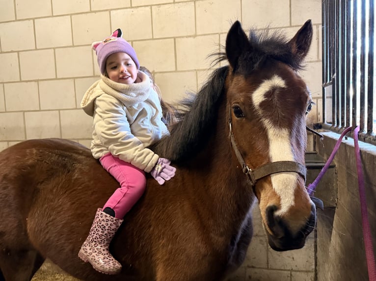 Welsh-C Wallach 3 Jahre 134 cm Brauner in Schaijk