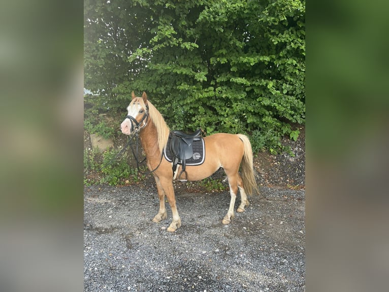 Welsh-C Wallach 3 Jahre 134 cm Fuchs in H&#xFC;ttblek