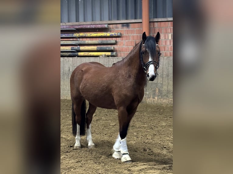 Welsh-C Wallach 3 Jahre 135 cm Brauner in Schwerte