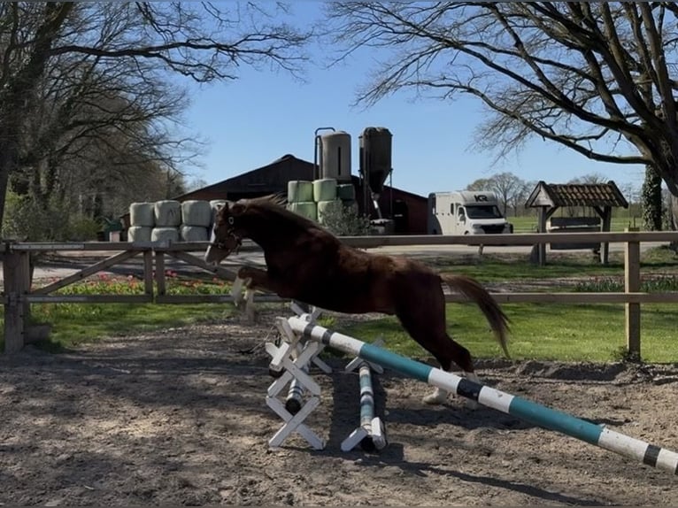 Welsh-C Wallach 3 Jahre 136 cm Fuchs in Aalten