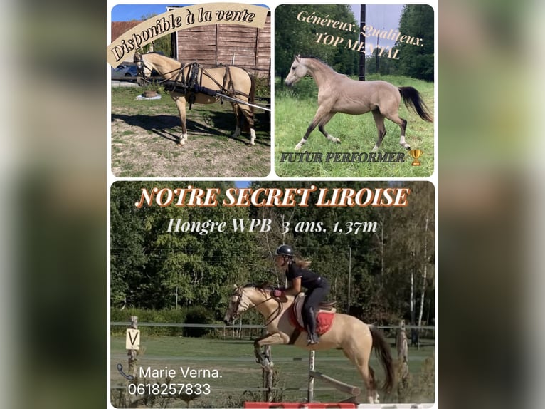 Welsh-C Wallach 3 Jahre 137 cm Falbe in Savigné-sur-LathanCONTINVOIR