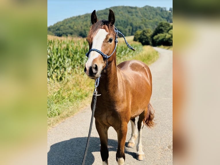 Welsh-C Wallach 3 Jahre 138 cm Brauner in Mittelbrunn