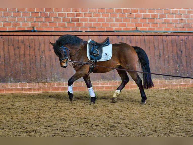 Welsh-C Mix Wallach 3 Jahre 146 cm Brauner in Wardenburg