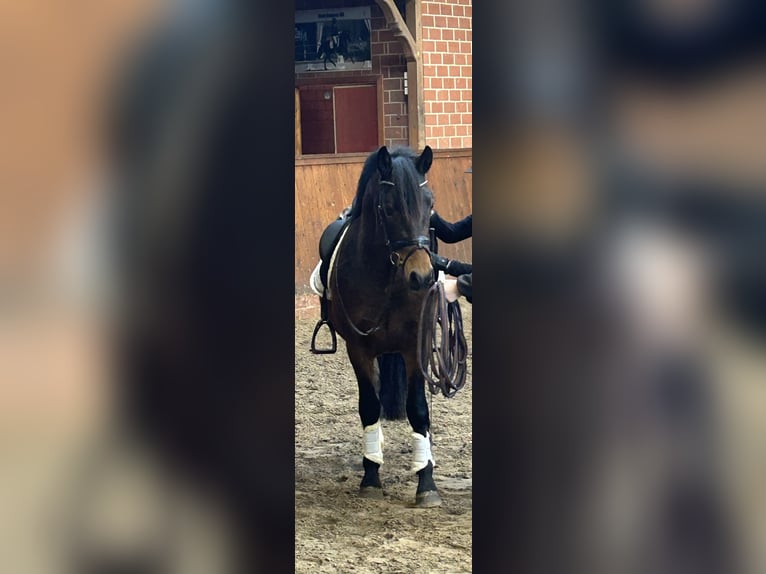 Welsh-C Mix Wallach 3 Jahre 146 cm Brauner in Wardenburg