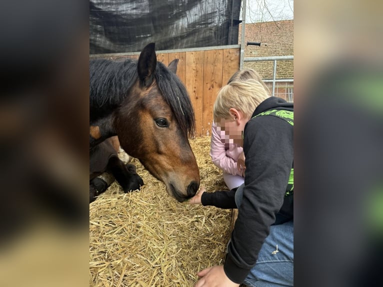 Welsh-C Mix Wallach 3 Jahre 146 cm Brauner in Wardenburg