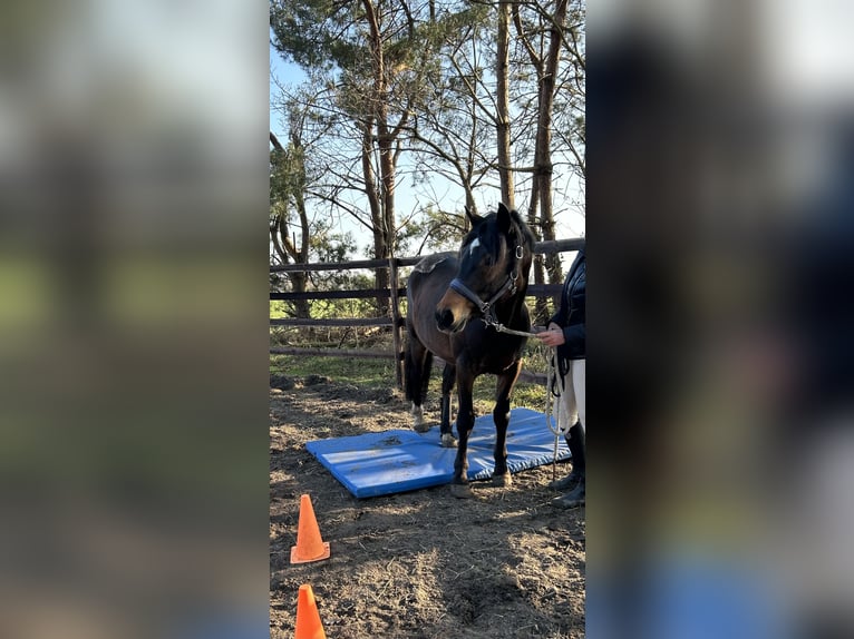 Welsh-C Mix Wallach 3 Jahre 146 cm Brauner in Wardenburg