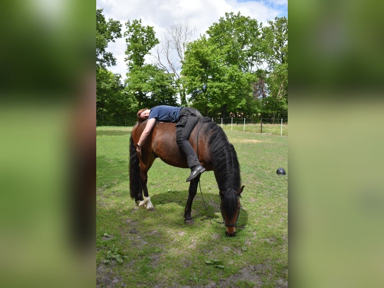 Welsh-C Mix Wallach 3 Jahre 146 cm Brauner in Wardenburg
