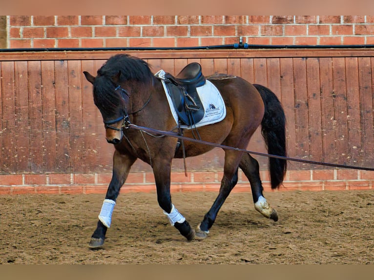 Welsh-C Mix Wallach 3 Jahre 146 cm Brauner in Wardenburg