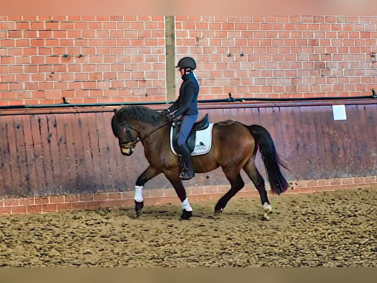 Welsh-C Mix Wallach 3 Jahre 146 cm Brauner in Wardenburg
