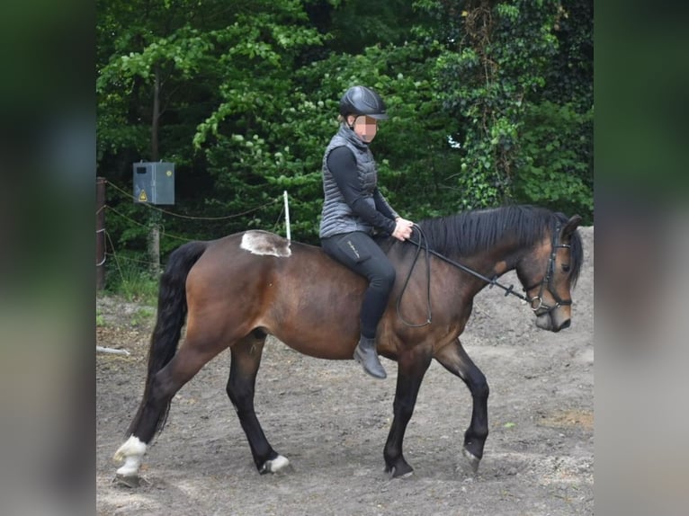 Welsh-C Mix Wallach 3 Jahre 146 cm Brauner in Wardenburg