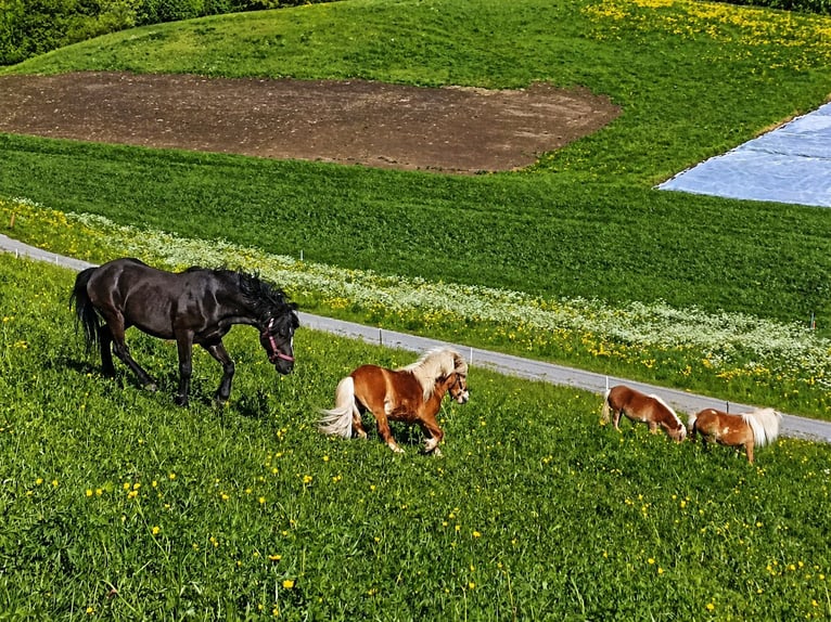 Welsh-C Mix Wallach 4 Jahre 128 cm Rappe in Arzl
