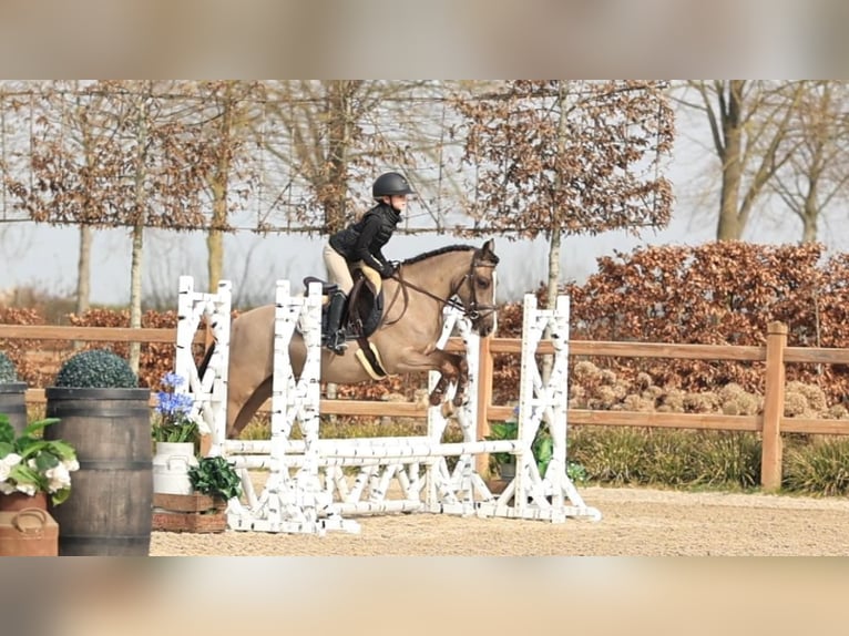 Welsh-C Wallach 4 Jahre 136 cm  in Oost West en Middelbeers