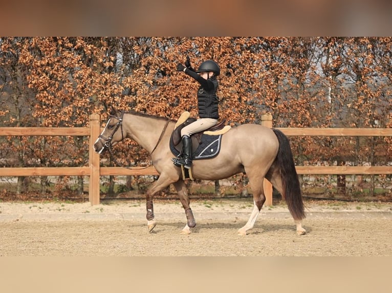 Welsh-C Wallach 4 Jahre 136 cm  in Oost West en Middelbeers