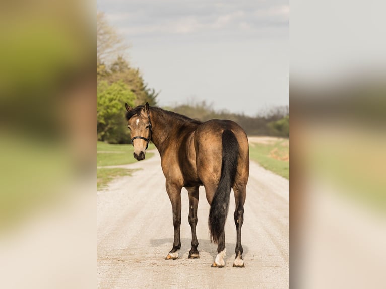 Welsh-C Wallach 4 Jahre 140 cm Buckskin in Ames