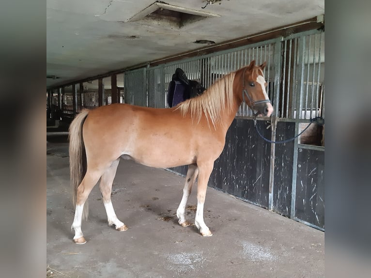 Welsh-C Wallach 4 Jahre 140 cm Fuchs in Schollene