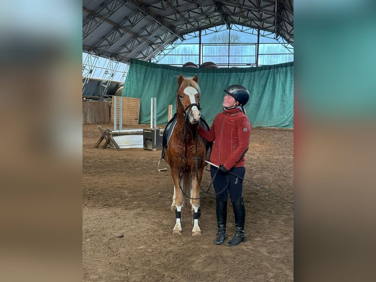 Welsh-C Wallach 4 Jahre 140 cm Fuchs in Schollene