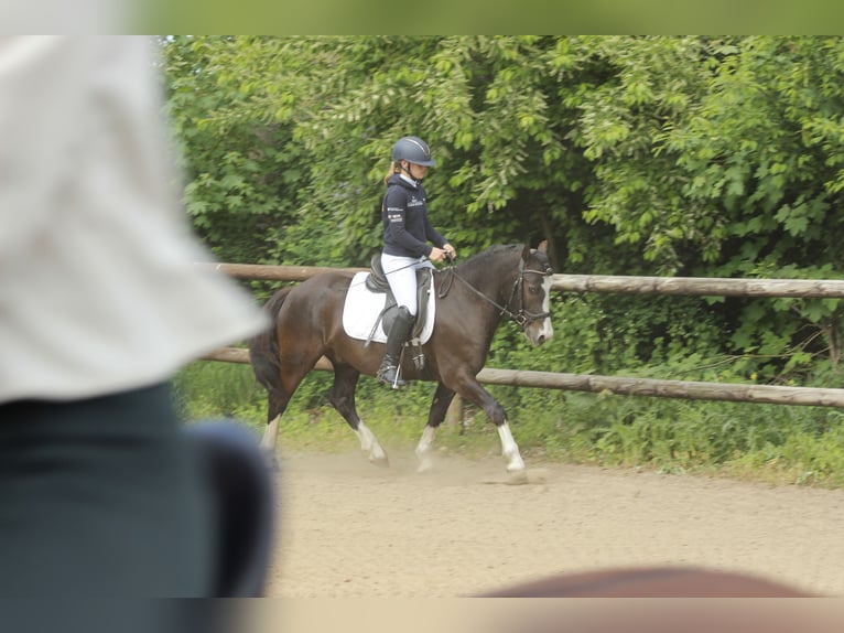 Welsh-C Wallach 4 Jahre 142 cm Rappe in Krumstedt