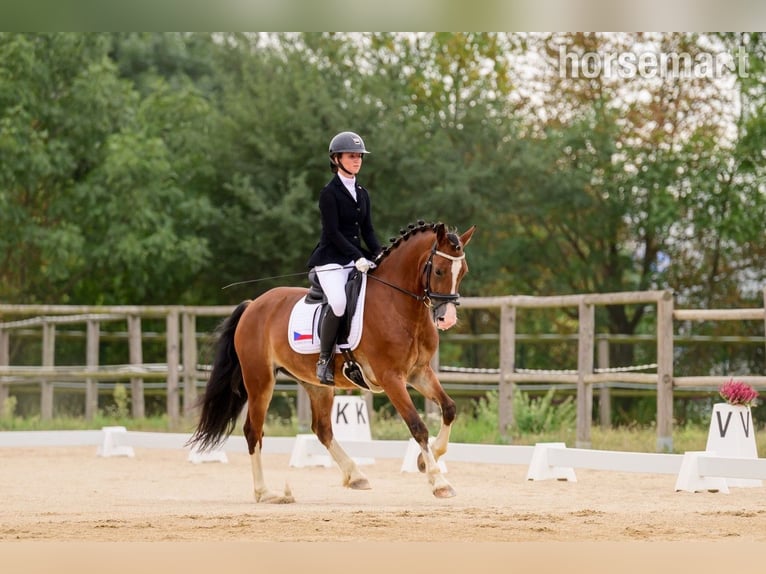 Welsh-C Wallach 4 Jahre 157 cm Rotbrauner in Prague