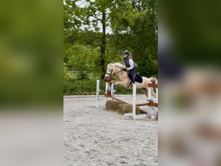 Welsh-C Wallach 5 Jahre 132 cm Palomino in Kicin