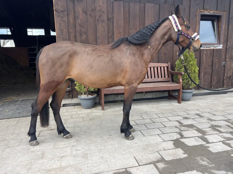Welsh-C Wallach 5 Jahre 135 cm in Uttendorf
