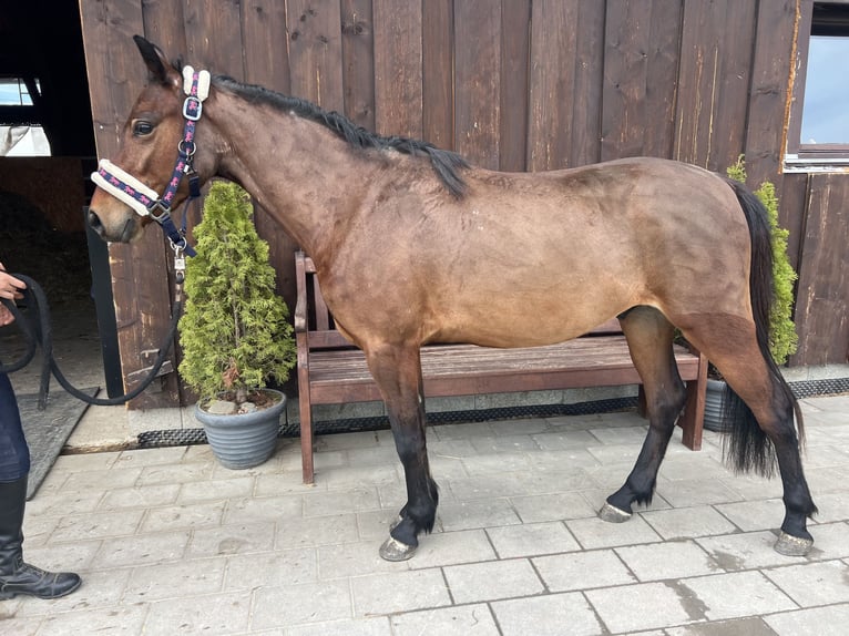 Welsh-C Wallach 5 Jahre 135 cm in Uttendorf