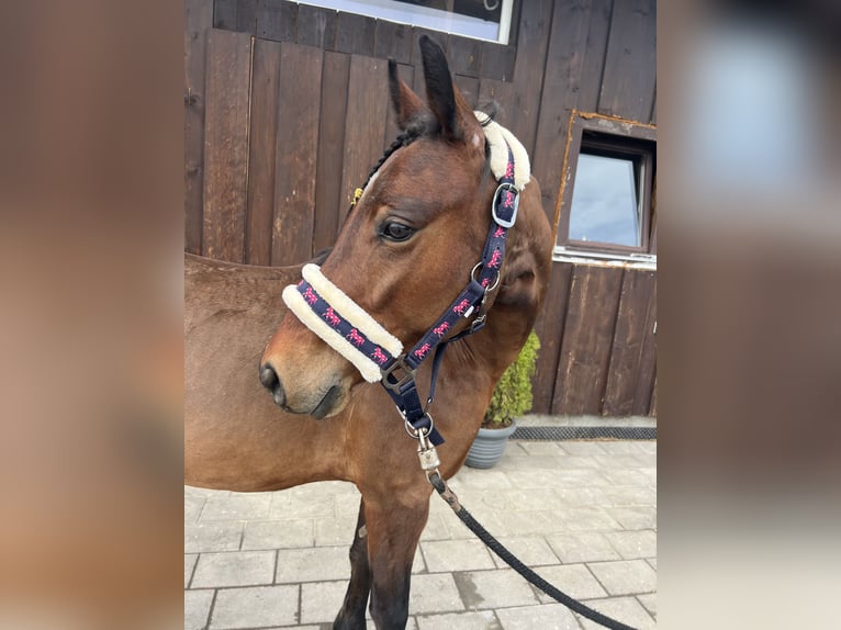 Welsh-C Wallach 5 Jahre 135 cm in Uttendorf