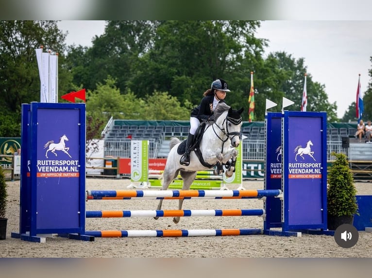 Welsh-C Wallach 5 Jahre 136 cm Blauschimmel in Groningen