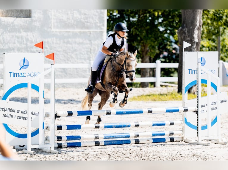 Welsh-C Wallach 5 Jahre 136 cm Falbe in Pyrzowice