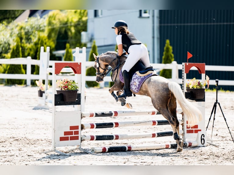 Welsh-C Wallach 5 Jahre 136 cm Falbe in Pyrzowice