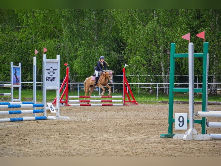 Welsh-C Wallach 5 Jahre 136 cm Palomino in Żnin