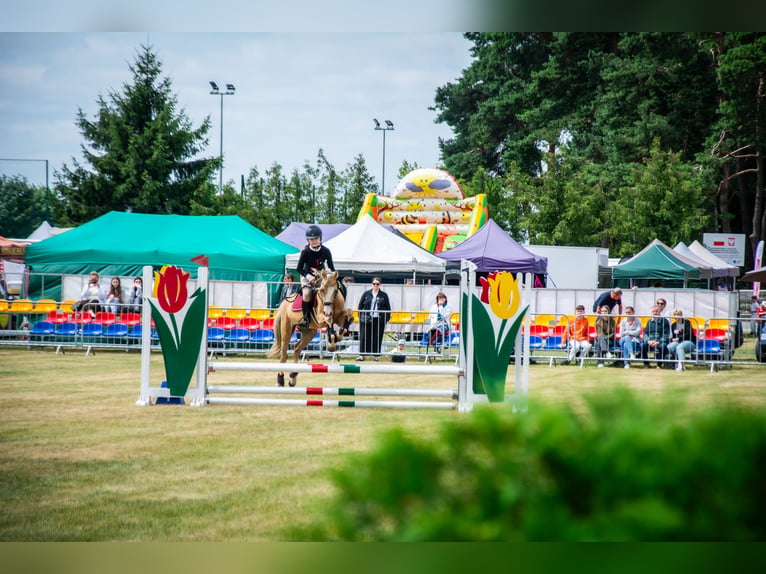 Welsh-C Wallach 5 Jahre 136 cm Palomino in Żnin