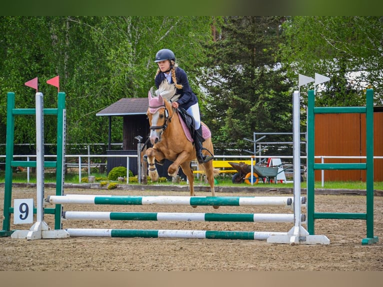 Welsh-C Wallach 5 Jahre 136 cm Palomino in Żnin