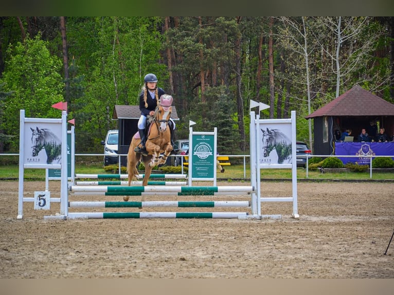 Welsh-C Wallach 5 Jahre 136 cm Palomino in Żnin