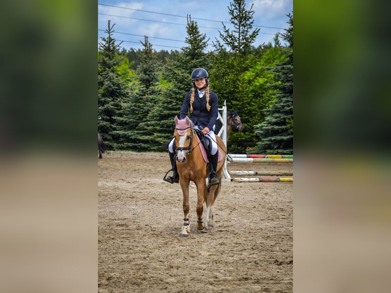 Welsh-C Wallach 5 Jahre 136 cm Palomino in Żnin