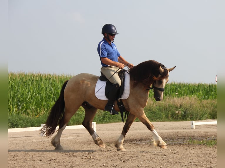 Welsh-C Wallach 5 Jahre 142 cm Buckskin in Cambridge