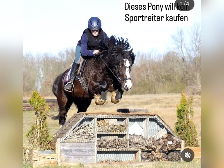 Welsh-C Wallach 5 Jahre 143 cm Rappe in Krumstedt
