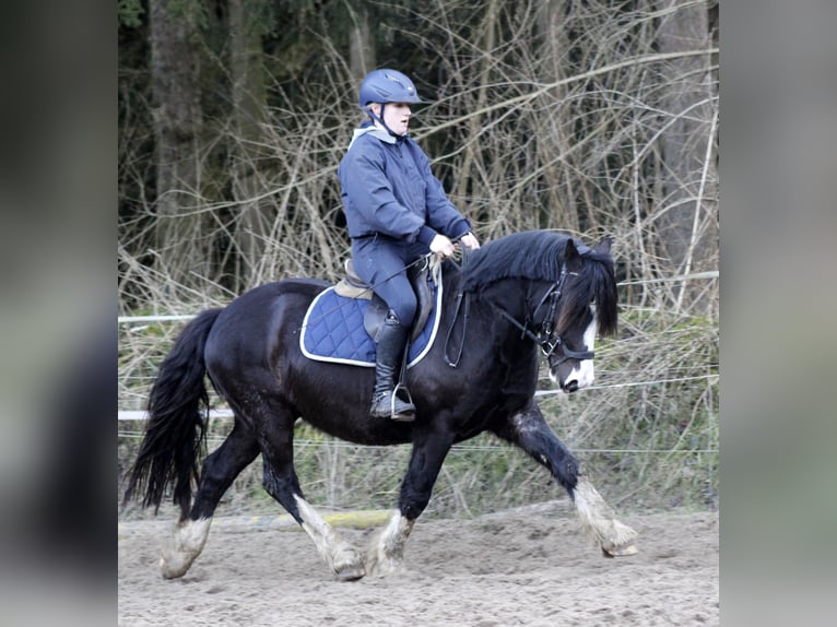 Welsh-C Wallach 5 Jahre 143 cm Rappe in Krumstedt