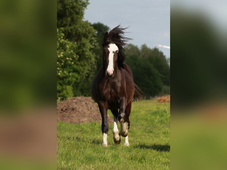 Welsh-C Wallach 5 Jahre 143 cm Rappe in Krumstedt