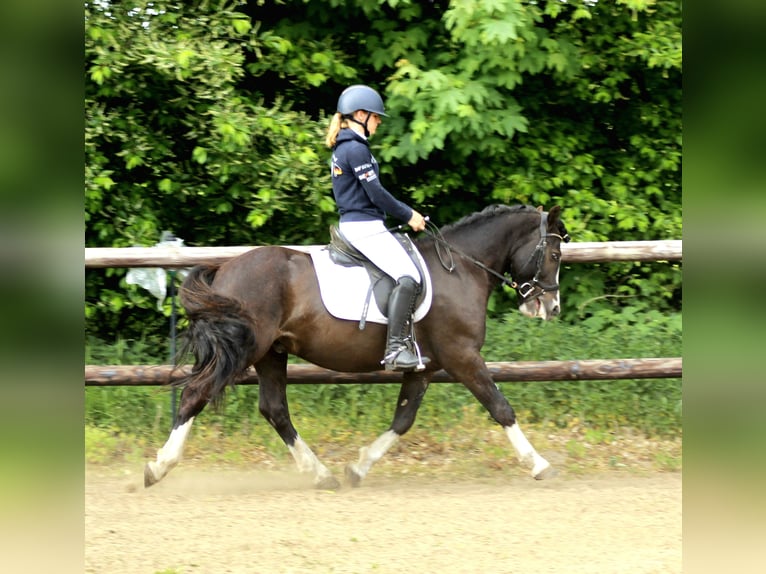 Welsh-C Wallach 5 Jahre 143 cm Rappe in Krumstedt