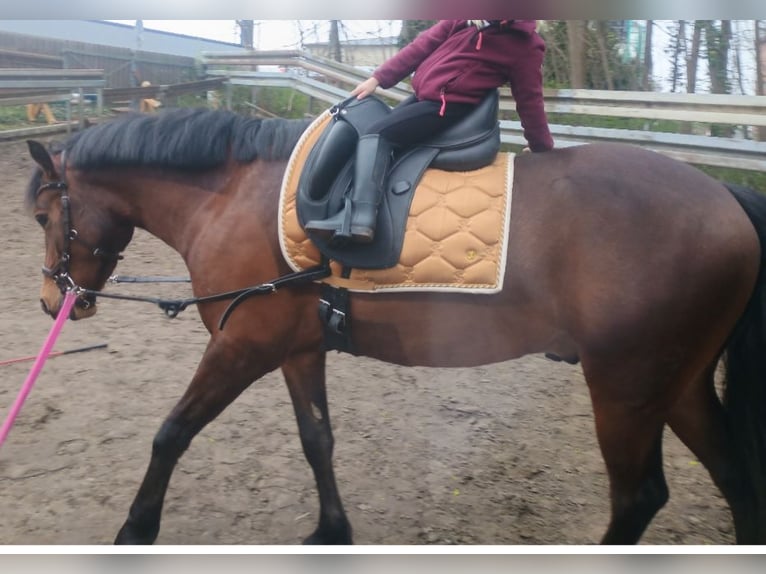 Welsh-C Wallach 5 Jahre 145 cm Dunkelbrauner in Rheine