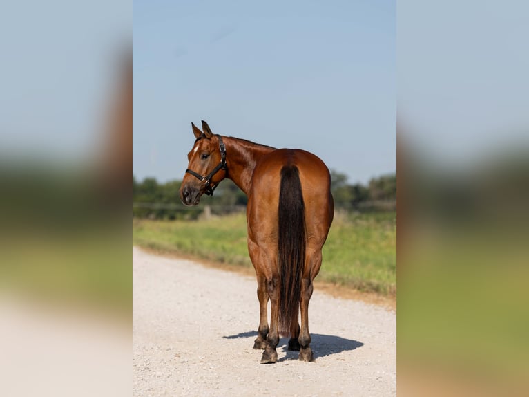 Welsh-C Mix Wallach 5 Jahre 145 cm Rotbrauner in Ames