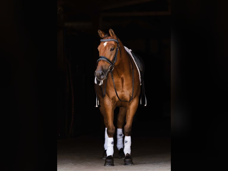 Welsh-C Mix Wallach 5 Jahre 145 cm Rotbrauner in Ames