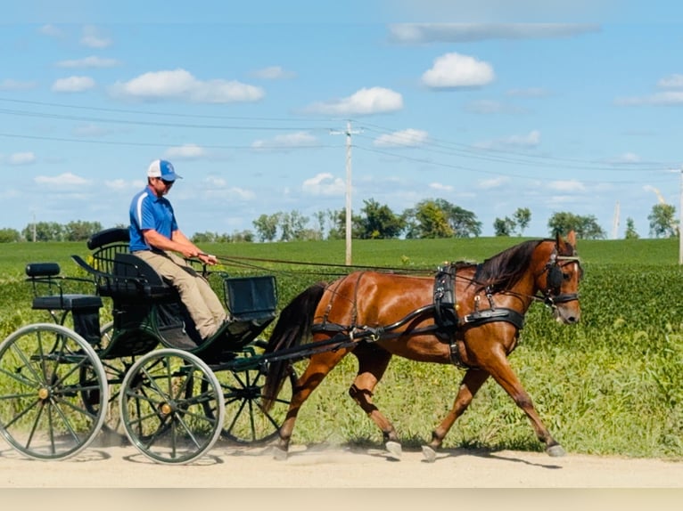 Welsh-C Mix Wallach 5 Jahre 145 cm Rotbrauner in Ames