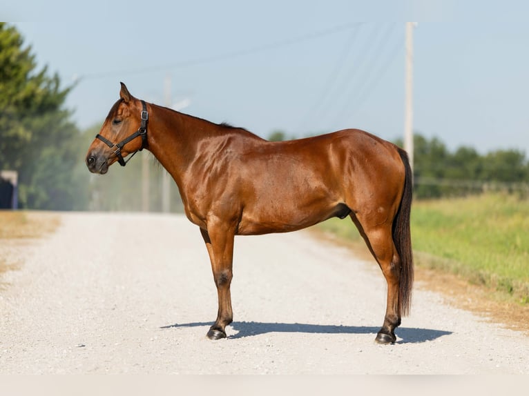 Welsh-C Mix Wallach 5 Jahre 145 cm Rotbrauner in Ames