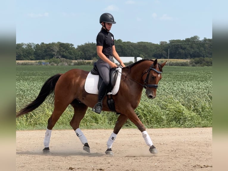 Welsh-C Mix Wallach 5 Jahre 145 cm Rotbrauner in Ames