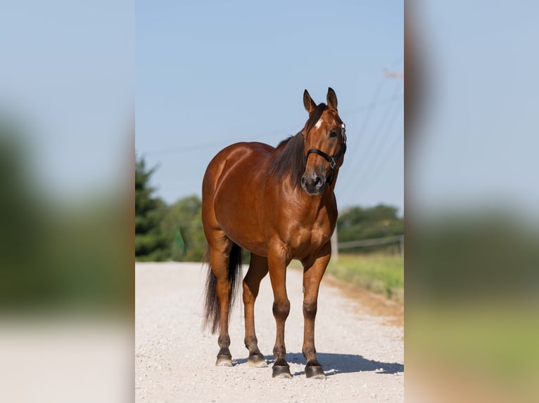 Welsh-C Mix Wallach 5 Jahre 145 cm Rotbrauner in Ames