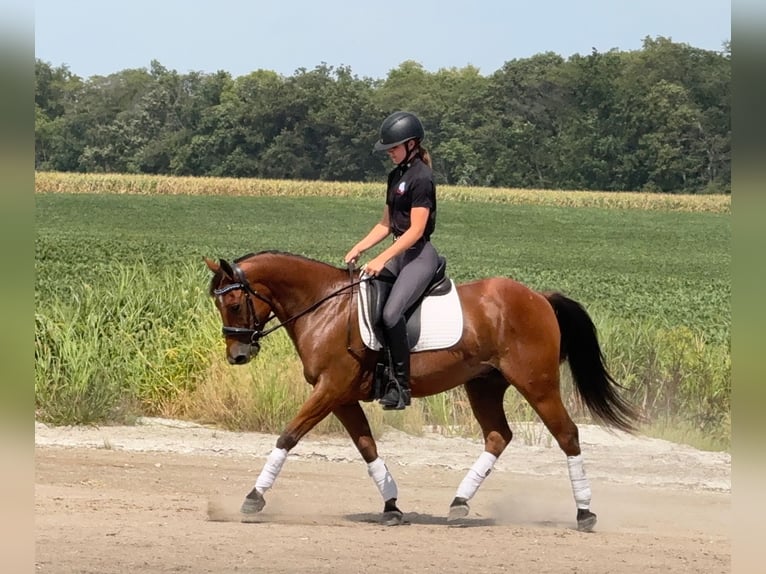 Welsh-C Mix Wallach 5 Jahre 145 cm Rotbrauner in Ames