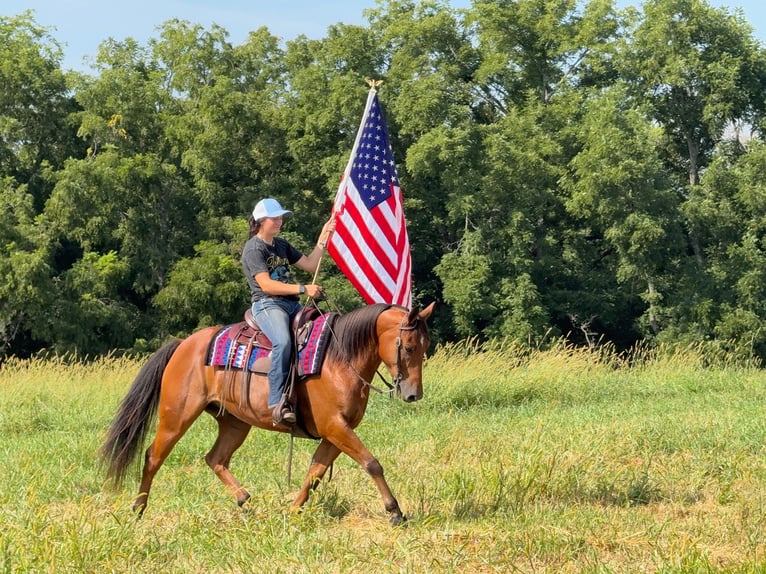 Welsh-C Mix Wallach 5 Jahre 145 cm Rotbrauner in Ames