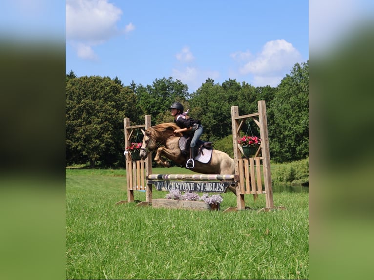 Welsh-C Wallach 6 Jahre 124 cm Champagne in Howell