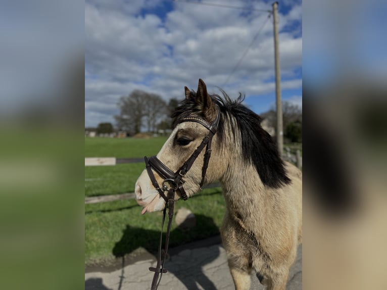 Welsh-C Wallach 6 Jahre 130 cm Buckskin in Sprockhövel